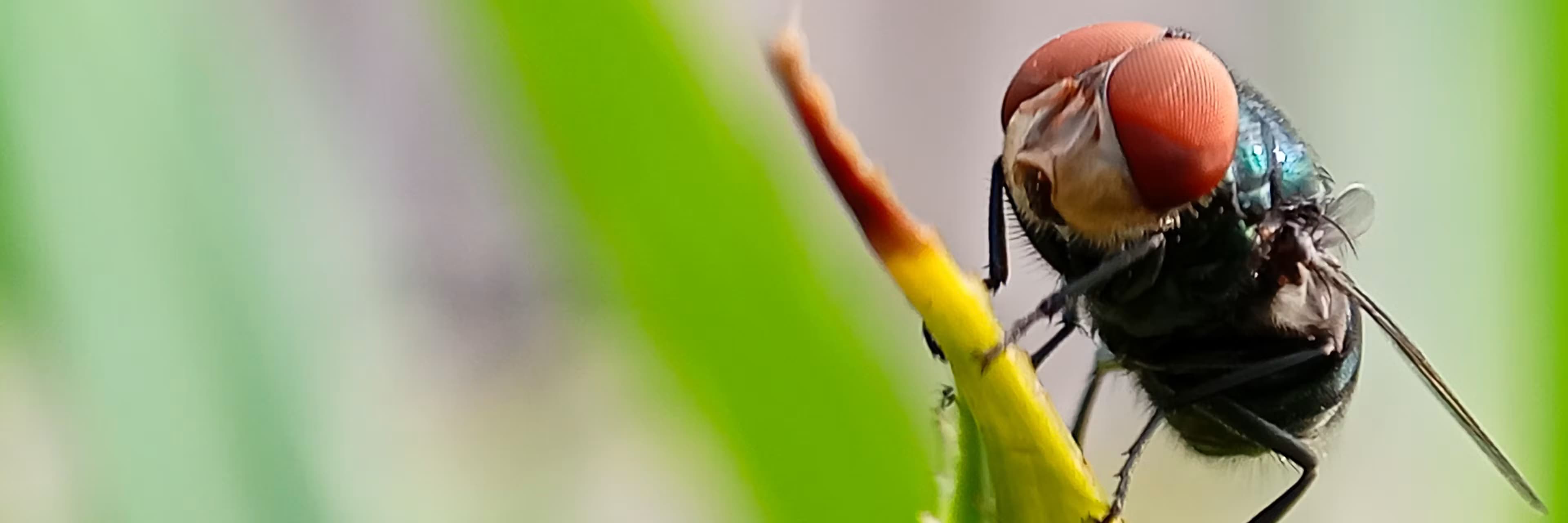 Colorado prepares for screwworms, as the pest that was eradicated in 1966 returns to the US