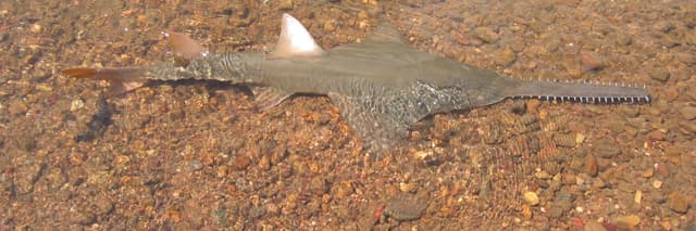 Climate change is causing fish to move to cooler water. But what if their escape route is blocked?